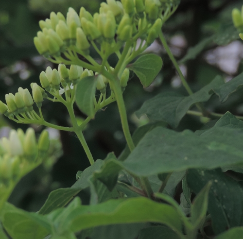 Piccolo albero: Cornus sanguinea